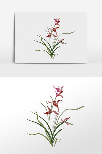 兰花插画图片