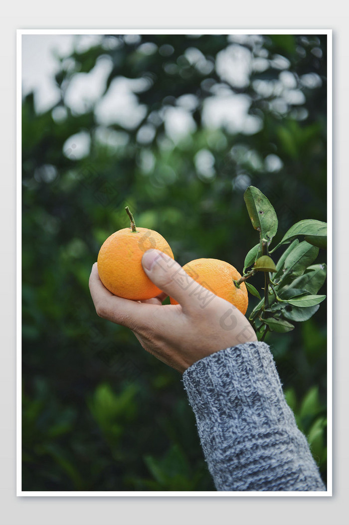 绿色果园橙子摄影图片