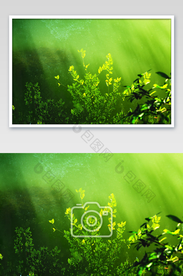 水底生态绿色植物图图片图片