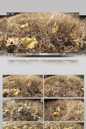 vlog素材深秋地上的荒草和落叶图片