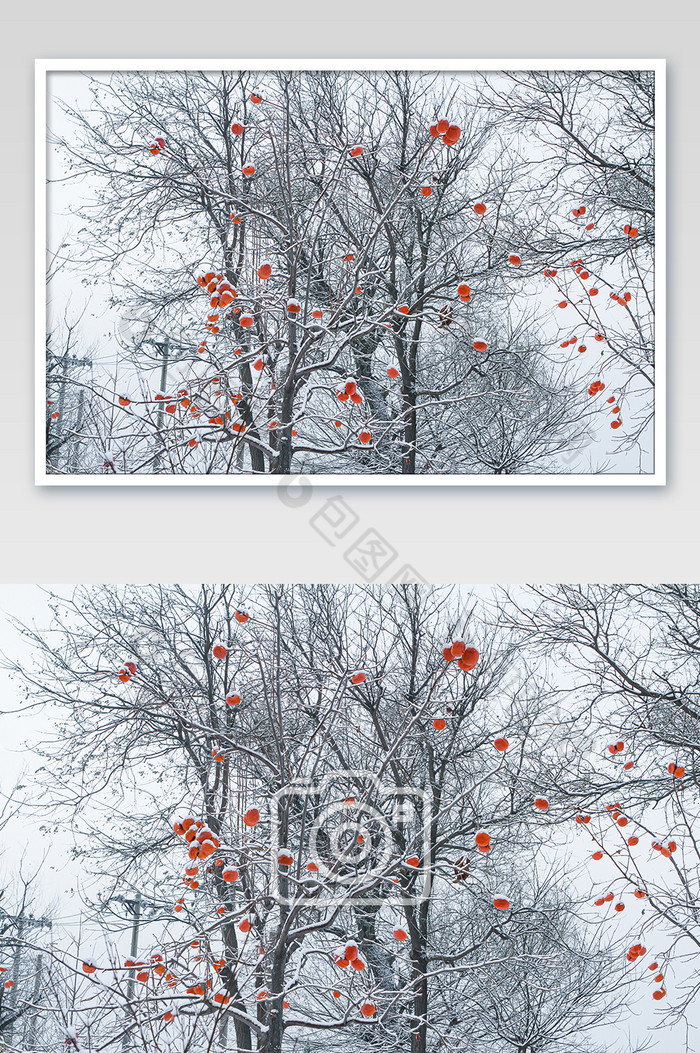 冬季雪景红柿子高清摄影图图片图片