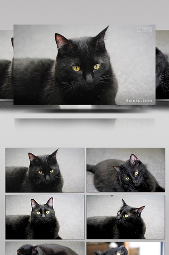 宠物实拍Vlog素材办公室活泼黑猫逗猫棒图片