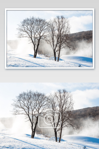 在雪地里面的大树雾凇树挂摄影图1024*1540图片素材免费下载-编号1325930-潮点视频