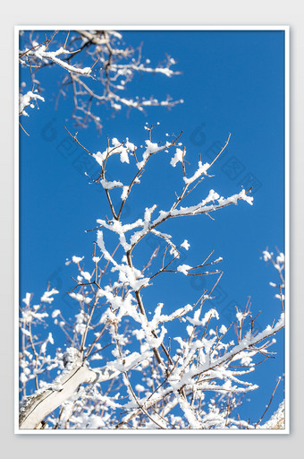 寒冷冬天竖版拍摄蓝天下树挂雾凇图片