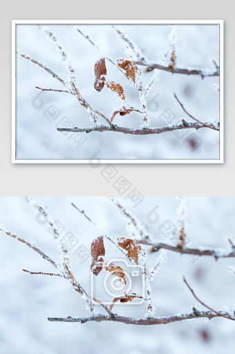 冬天北方雪意境拍摄树挂图片