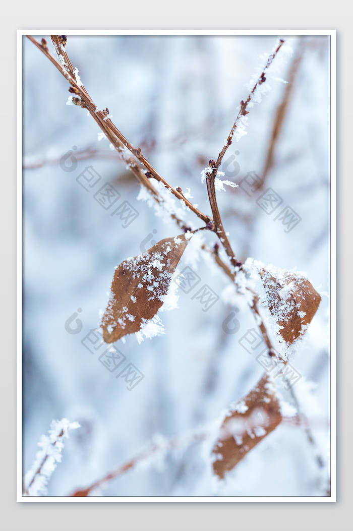 吉林雾凇树叶上的白雪霜