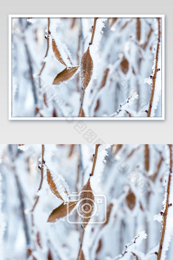 意境拍摄冬天树挂雾凇树叶图片