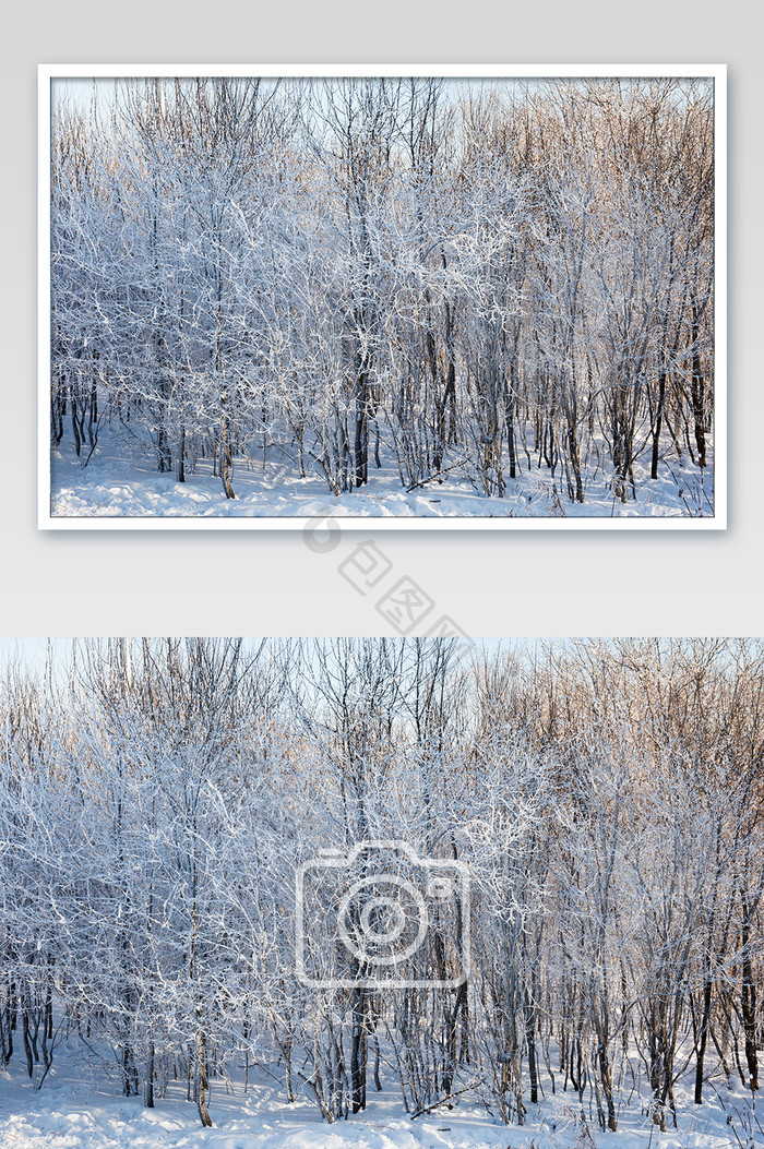 雾凇树挂树林白雪皑皑