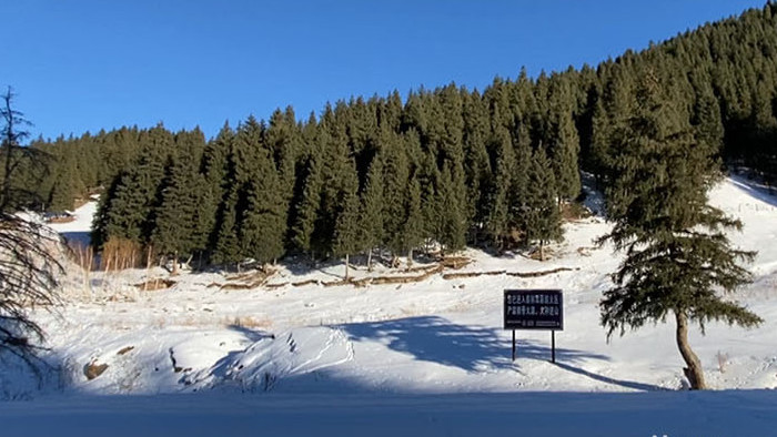 新疆南山冬天大自然森林雪景实拍视频