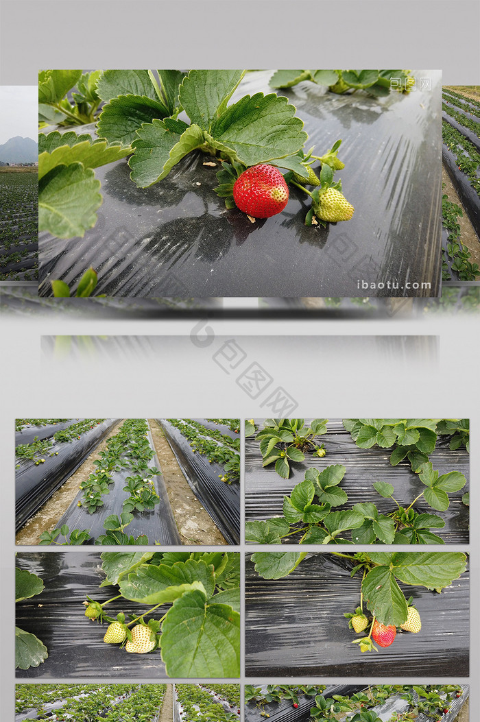 vlog素材生活乡村摘草莓