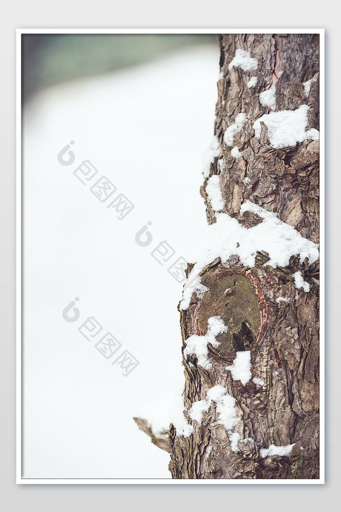 被白色积雪覆盖的松枝枝干