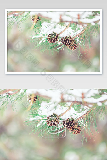 被白色积雪覆盖的落叶松松针还有松塔图片
