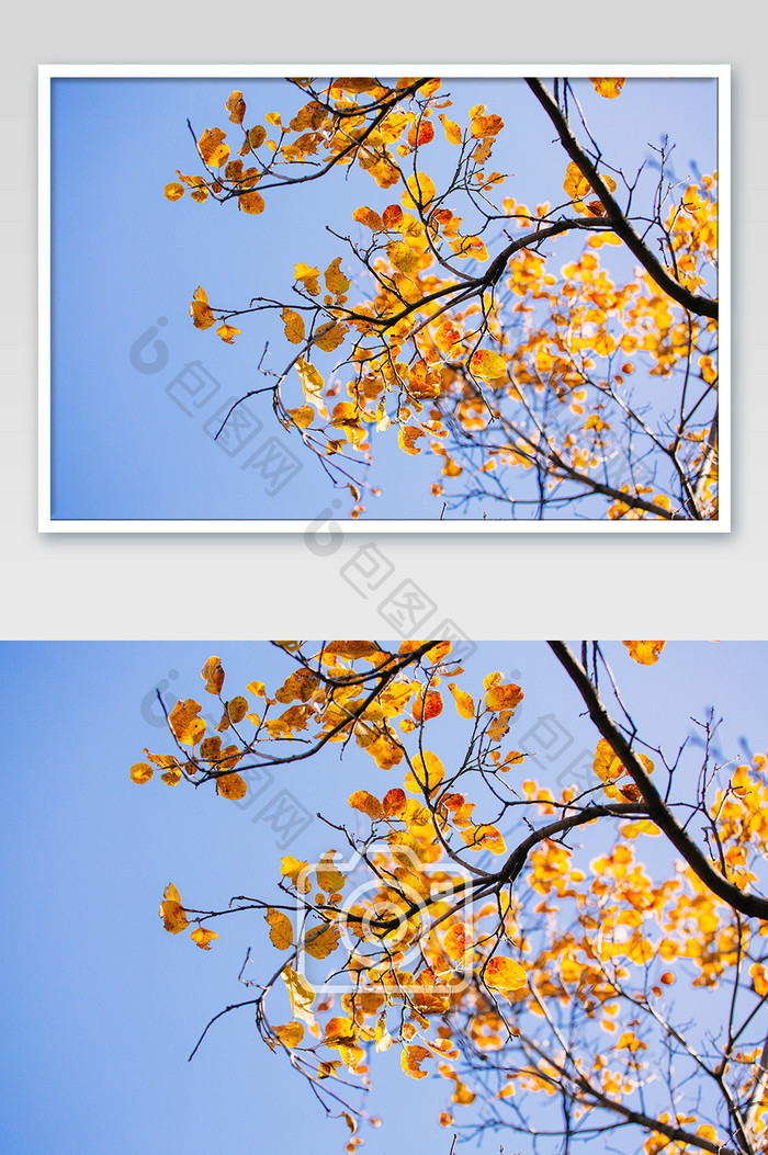 深秋艳阳下金黄植物叶子高清摄影图