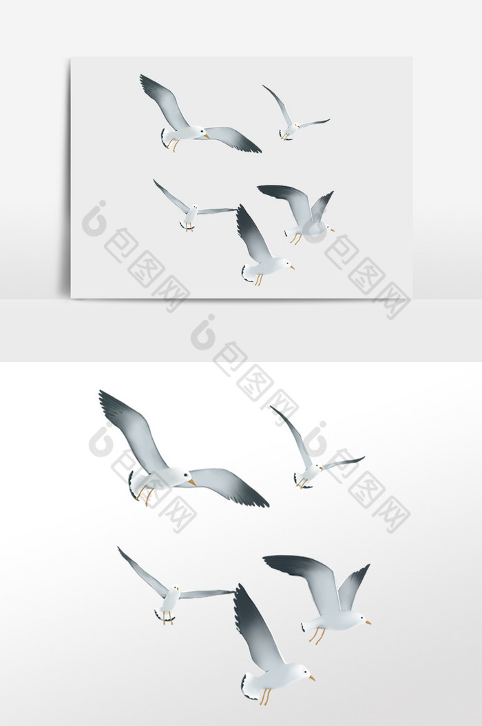 飞翔海鸥鸟类候鸟图片图片