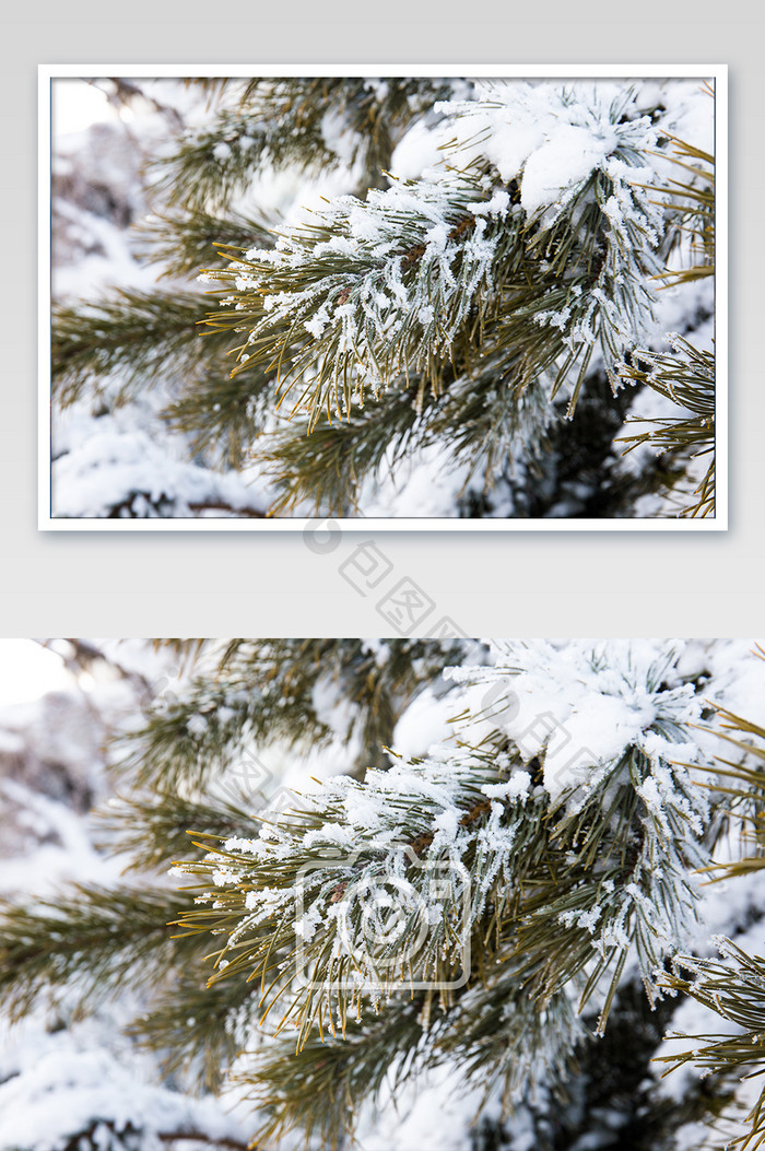 积雪上的松树枝冬天冬季