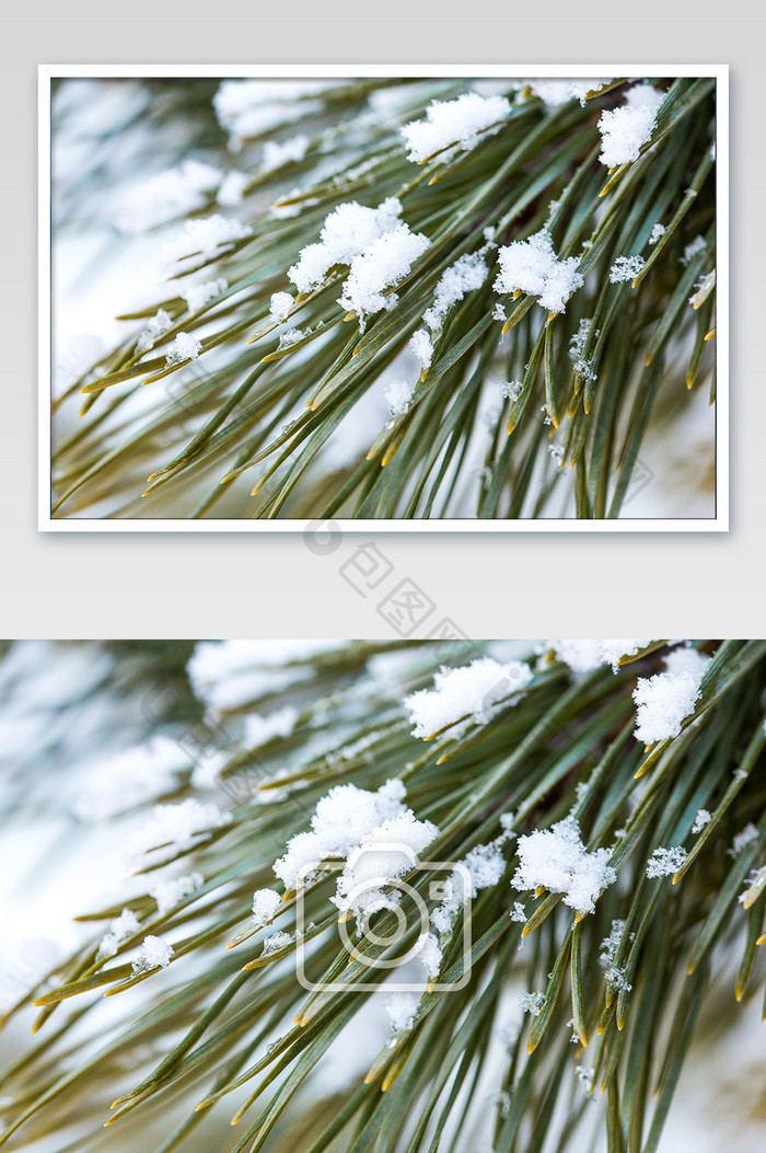 雪落在松树枝上意境圣诞节素材海报