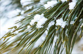 雪落在松树枝上意境圣诞节素材海报图片