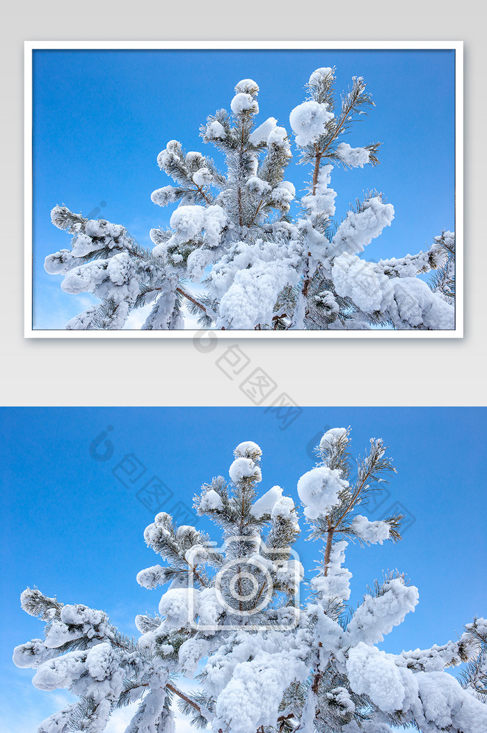 仰拍树挂北方冬季树挂松树上的雪