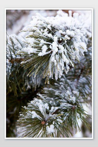 树挂雾凇冬季落雪图片