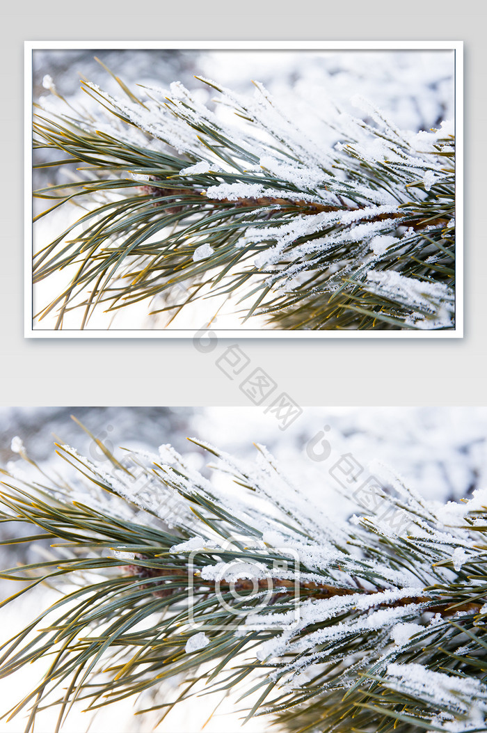 挂雪的松树冬季冬天落雪