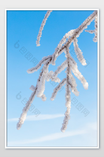 竖版雾凇树枝树挂寒冷结冰图片