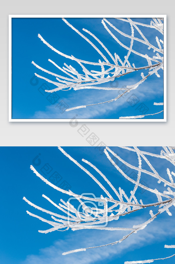 蓝色白色蓝天下洁白的雾凇树挂树枝图片图片