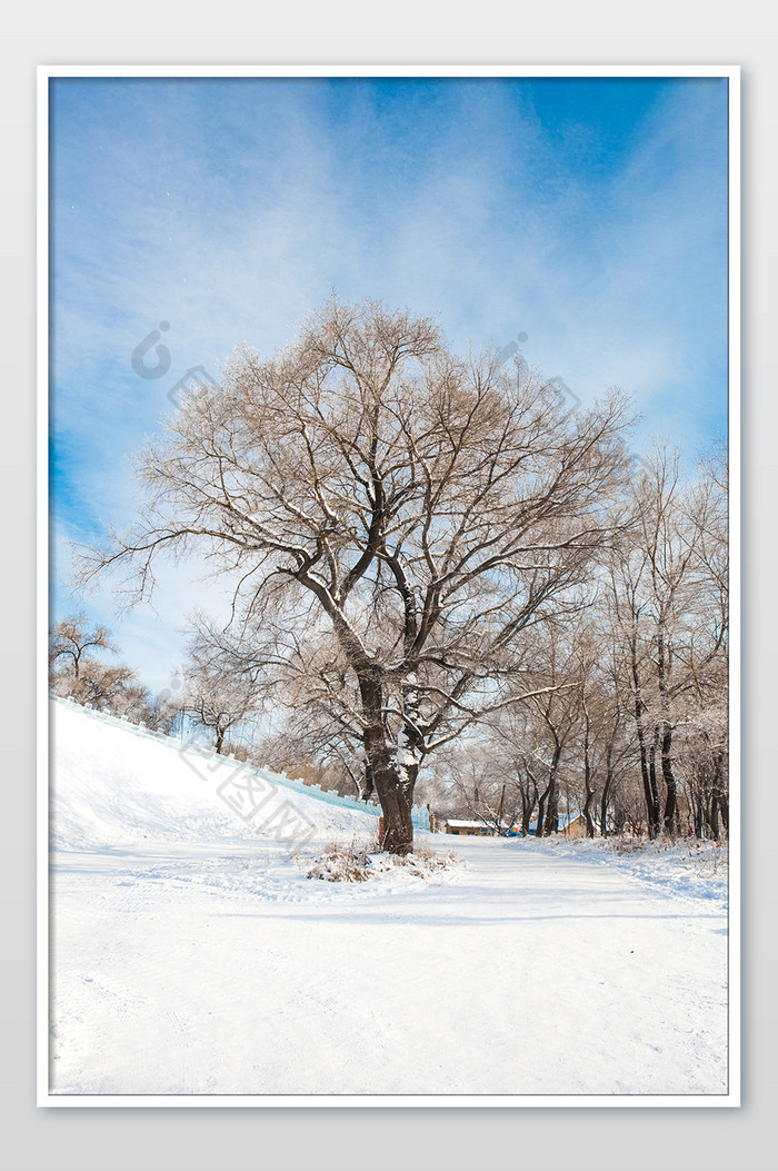 蓝天雪地下雾凇树挂景观北方冬季