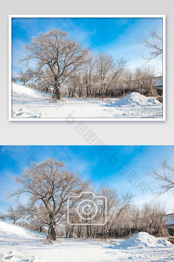 大场景拍摄雾凇树木树挂冬天图片