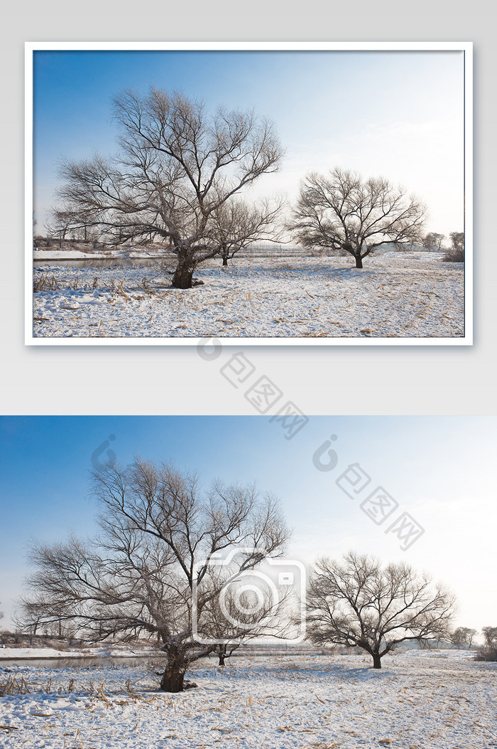 蓝天下的冬季雾凇树挂大树