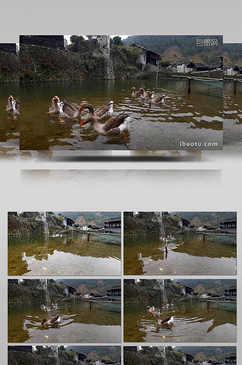 1080P实拍农村散养鹅群图片