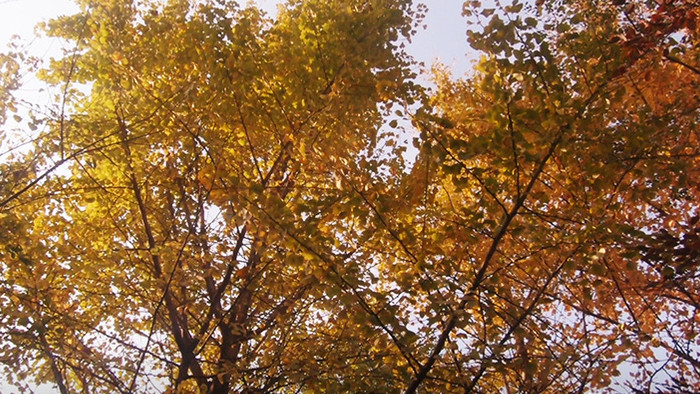 暖阳秋季金黄银杏树桂花树空镜VLOG