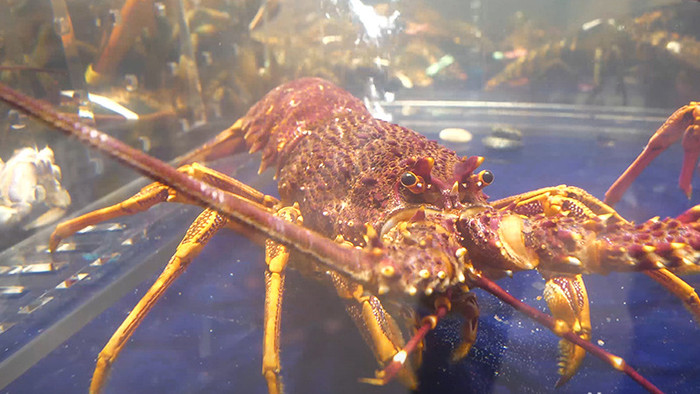 实拍超市海鲜生鲜鱼虾视频素材
