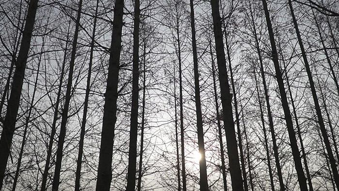 冬天冷清萧瑟孤寂的树木实拍