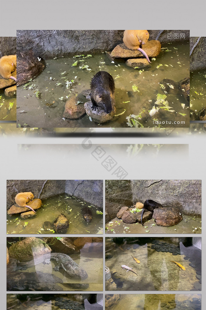 vlog素材旅游稀有动物老鼠乌龟青蛙