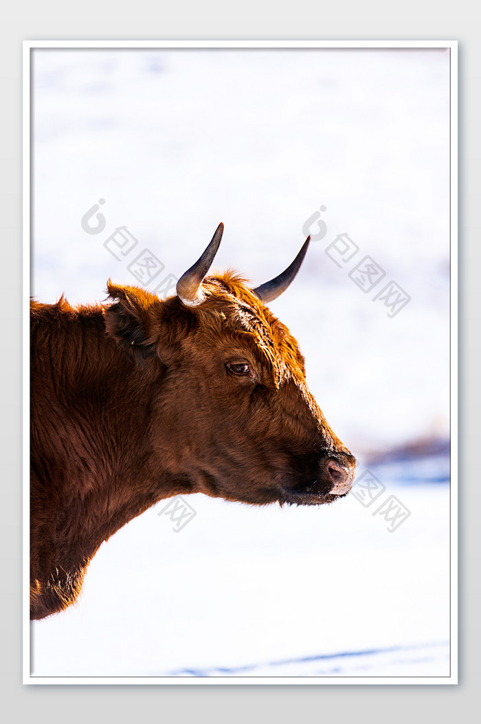 冬季草原上一个头黄牛目视前方