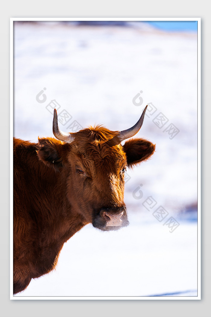 冬季草原一头黄牛对着镜头喘气图片图片