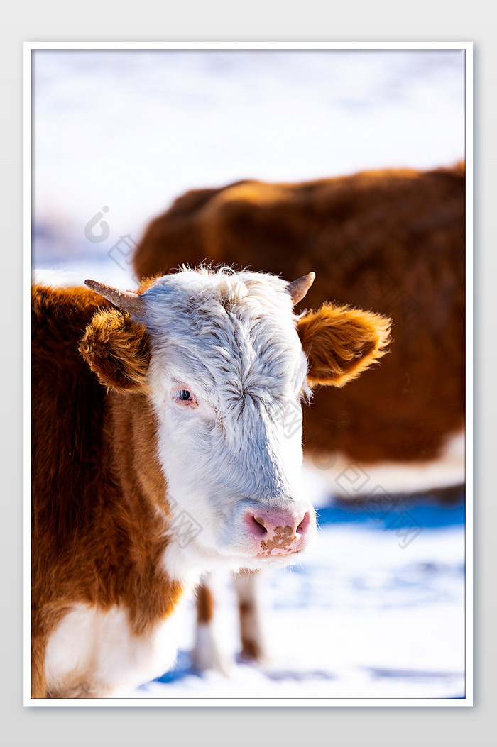 冬季草原一个白脸的牛图片图片