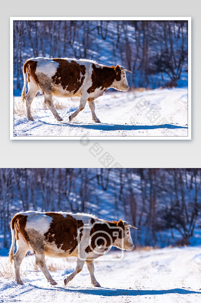 冬季草原上穿过马路的一头牛图片图片