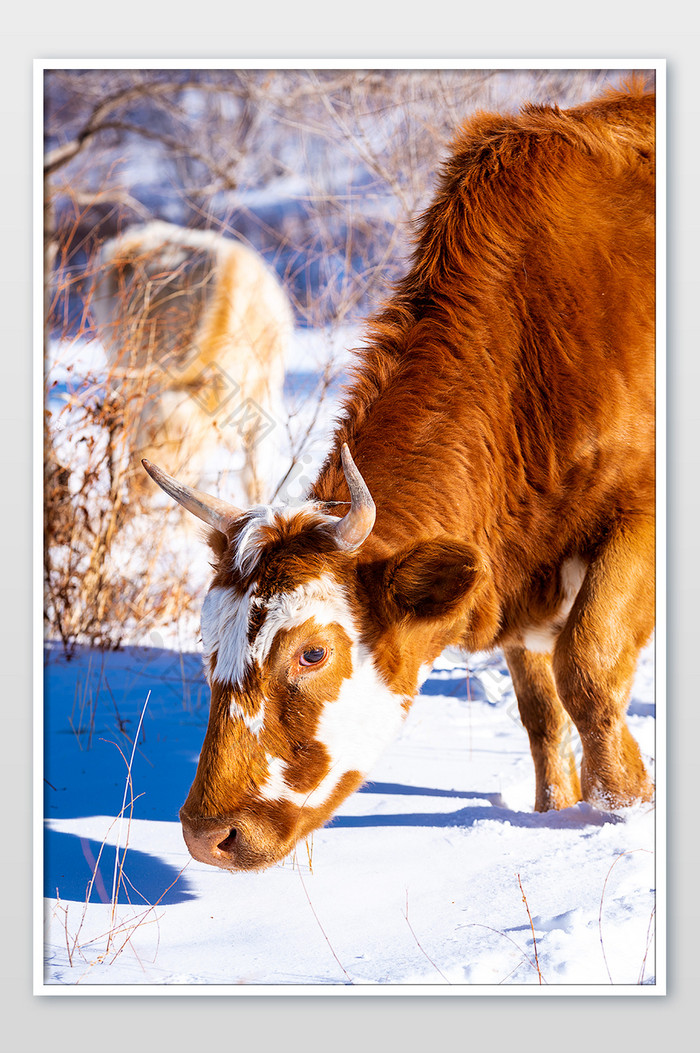 冬季在积雪草原觅食的牛