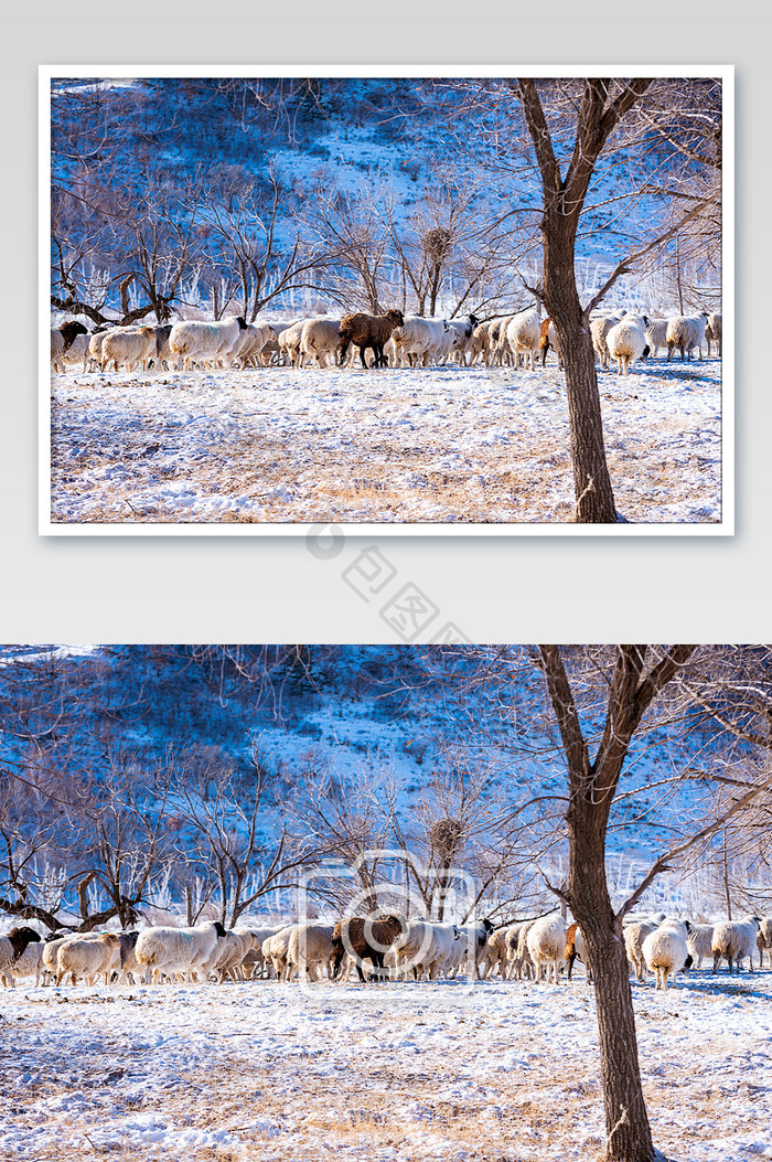 冬季草原上的羊群寻食