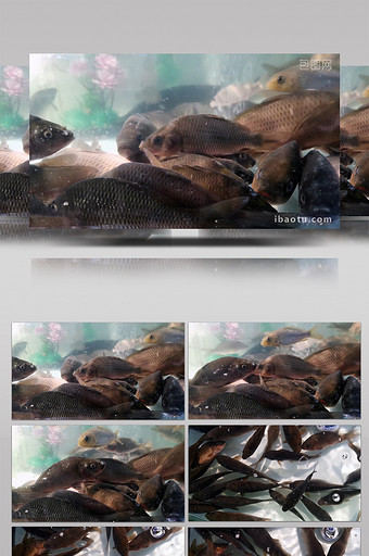 1080P实拍饲养鲤鱼图片