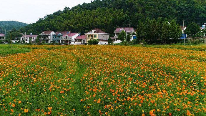 航拍高清皖南歙县花海