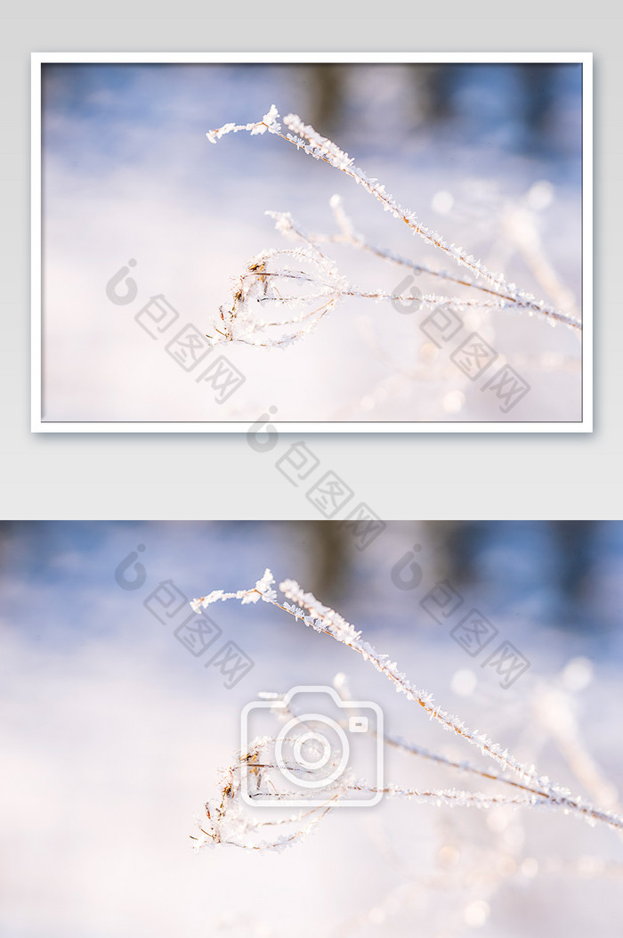 白色结冰植物唯美梦幻背景图片图片