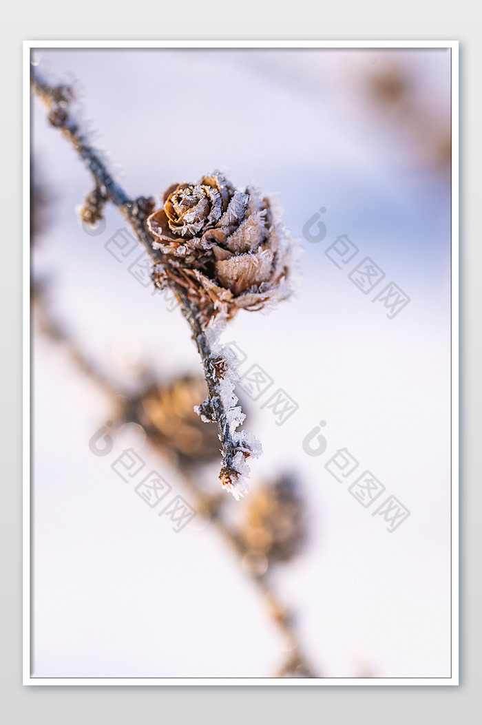 冬天挂满冰晶的小松塔图片图片
