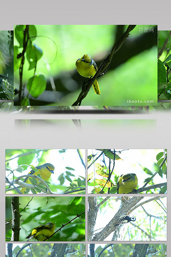 黄色山雀灰白啄木鸟视频图片