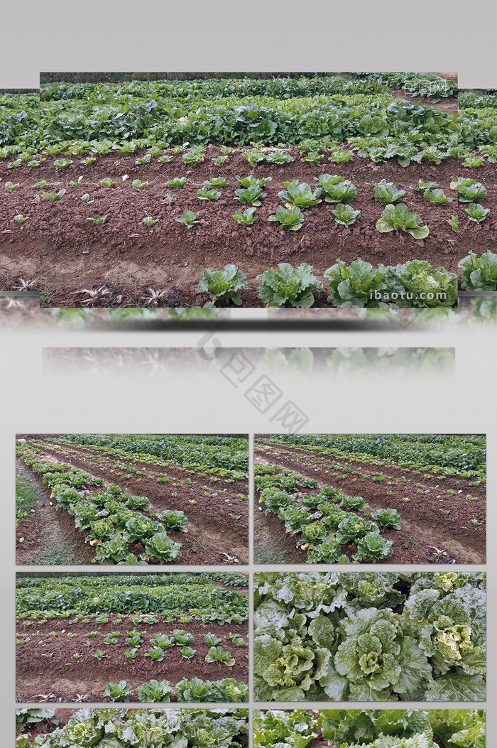 1080P实拍蔬菜种地
