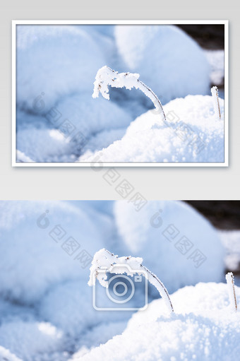 雪地植物大雪小雪霜降节气图片