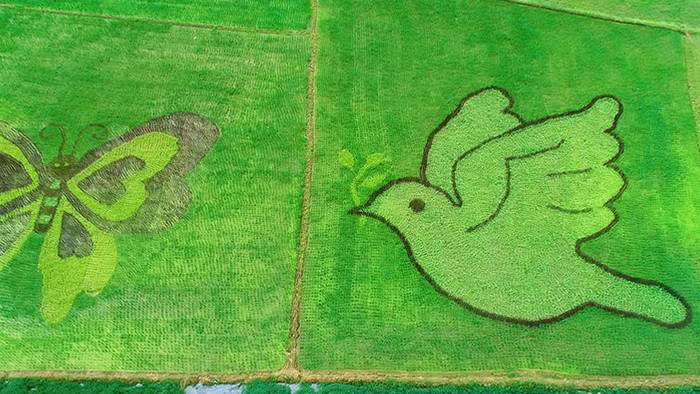 航拍高清安徽宣城农业示范园彩色水稻