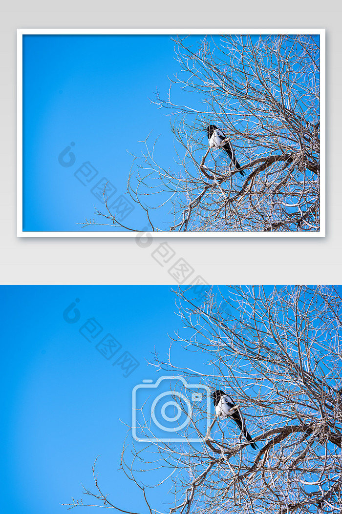 蓝天下树枝中的一直鸟图片图片