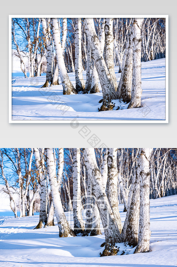 冬季草原白雪覆盖柏桦树林